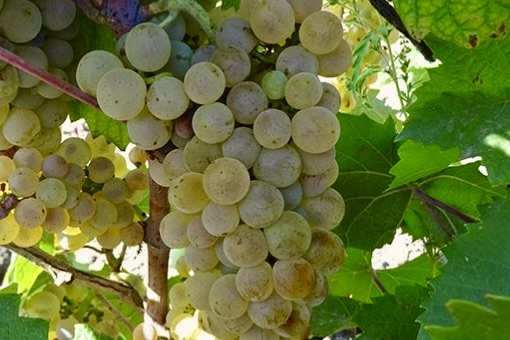 Aligoté wine grape