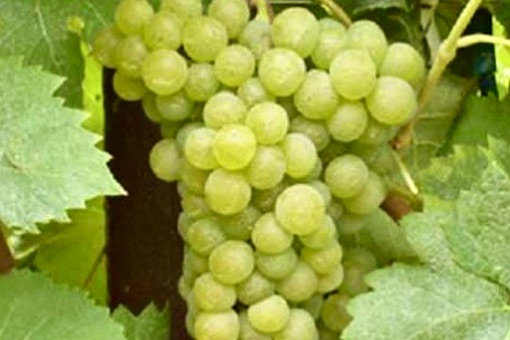Arneis wine grape