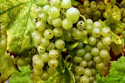 Assyrtiko wine grape
