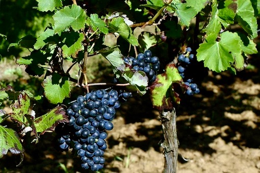 Barbera wine grape