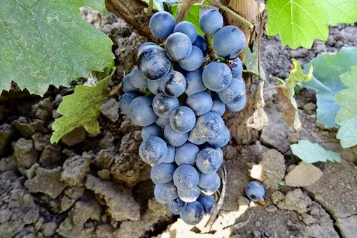 Blaufränkisch wine grape