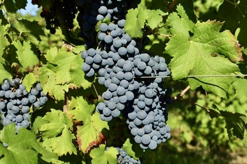 Cabernet Franc wine grape