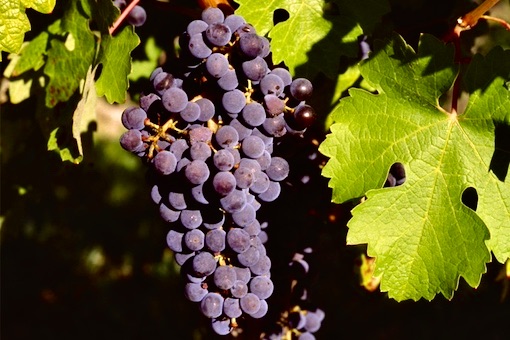 Cabernet Sauvignon wine grape