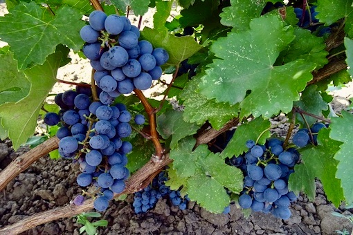 Carignan wine grape