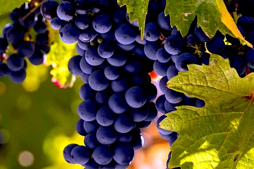 Carmenère wine grape