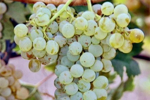 Carricante wine grape