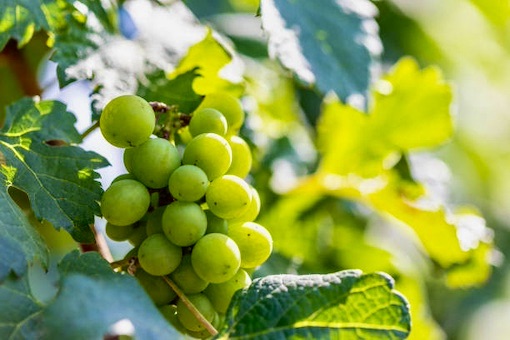 Chenin Blanc wine grape