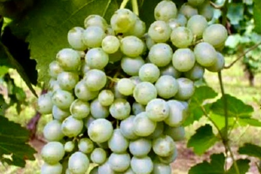 Falanghina wine grape