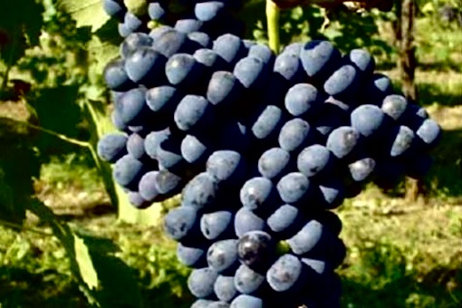 Frappato wine grape