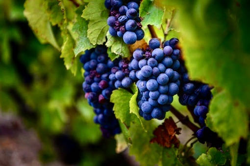 Gamay wine grape