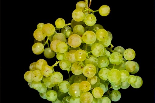 Garganega wine grape