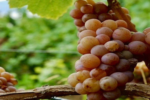 Gewürztraminer wine grape