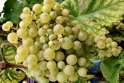 Glera Prosecco wine grape
