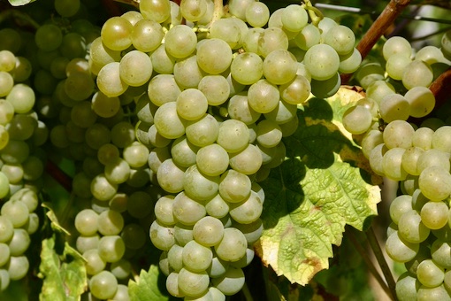 Godello wine grape