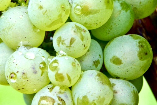 Gouveio wine grape