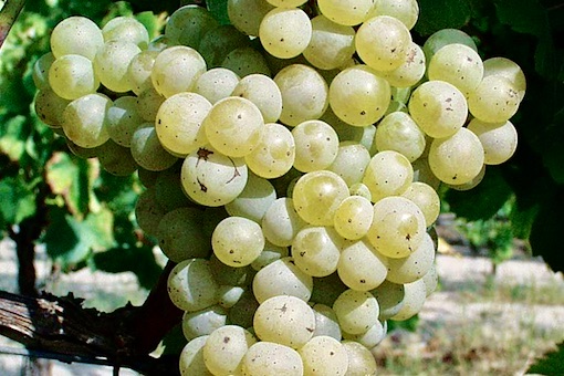 Jacquère wine grape