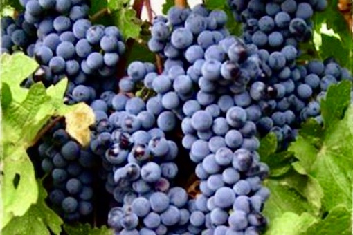 Lambrusco wine grape