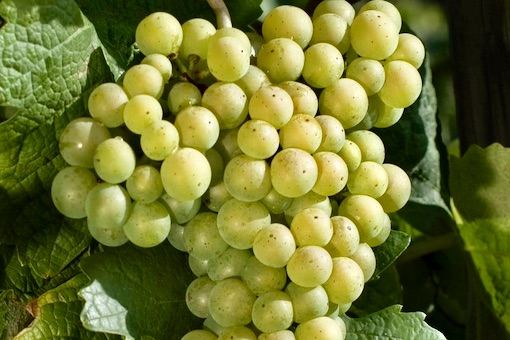 Loureiro wine grape