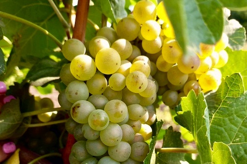 Marsanne wine grape