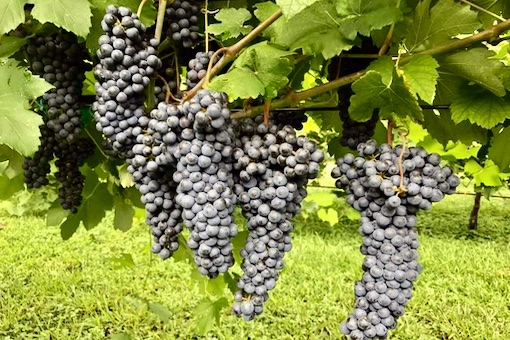 Marzemino wine grape