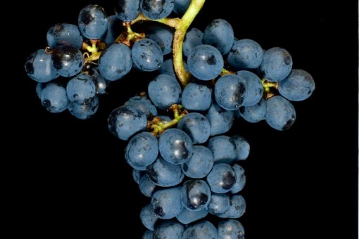Mencía wine grape