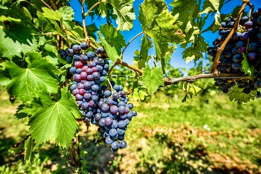 Montepulciano win e grape