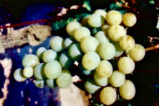 Muscat of Alexandria wine grape