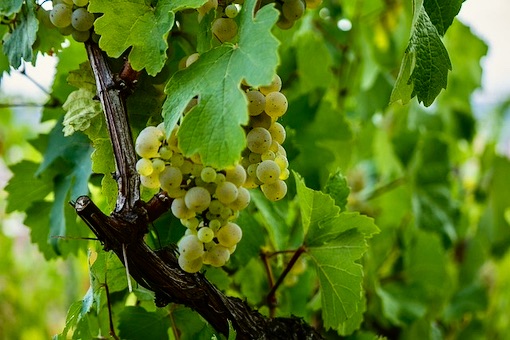 Muscat wine grape
