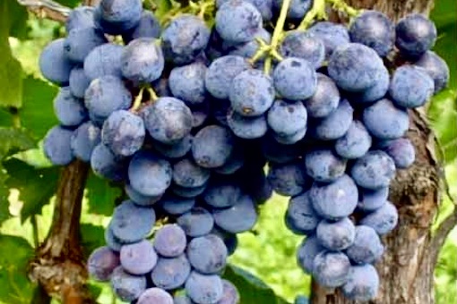 Nero d’Avola wine graoe