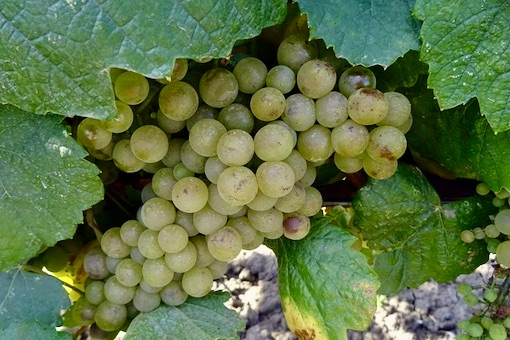 Romorantin wine grape
