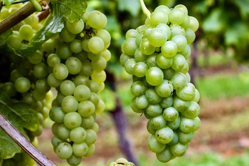 Roussanne wine grape