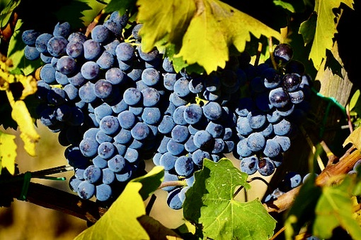 Sangiovese wine grape