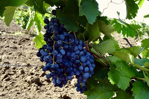 Saperavi wine grape