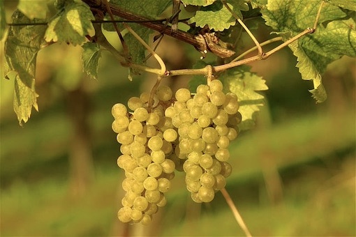 Sauvignon Blanc wine grape