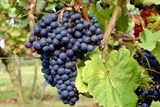 Tannat wine grape