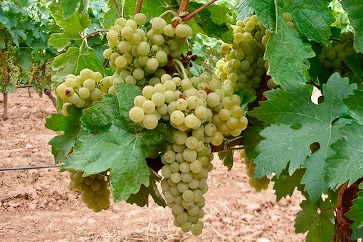 Tempranillo Blanco wine grape