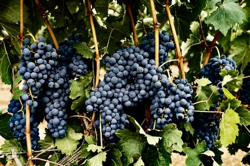 Tempranillo wine grape