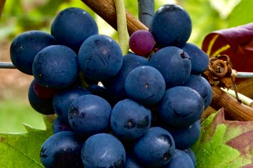 Tinta Barroca wine grape