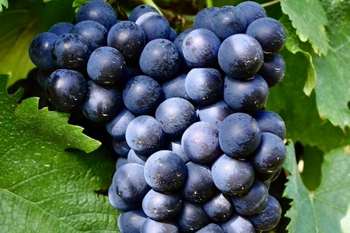 Tinta Roriz wine grape