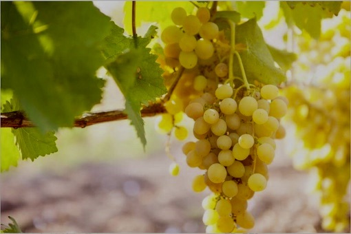 Torrontés wine grape