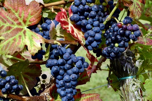 Touriga Franca wine grape