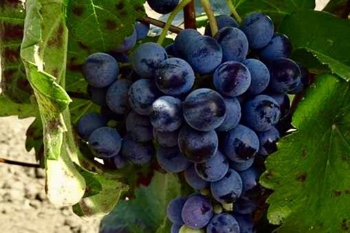 Touriga Nacional wine grape