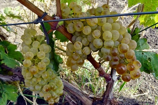 Trebbiano wine grape