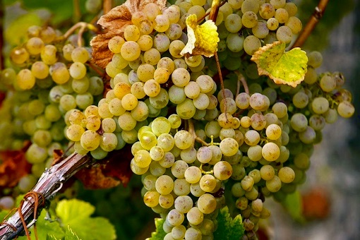 Verdejo. wine grape