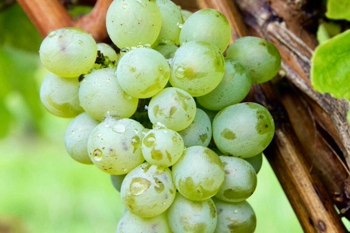 Verdelho wine grape