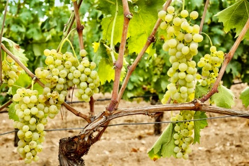 Vermentino wine grape