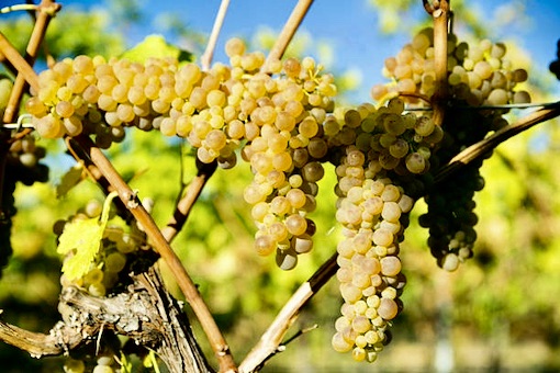 Viognier wine grape