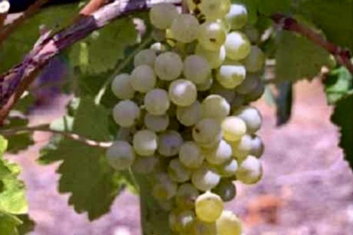 Viura wine grape