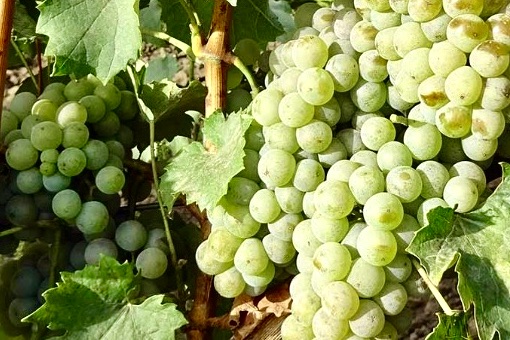 Slovenian wine Laški Rizling - Welschriesling - wine grape