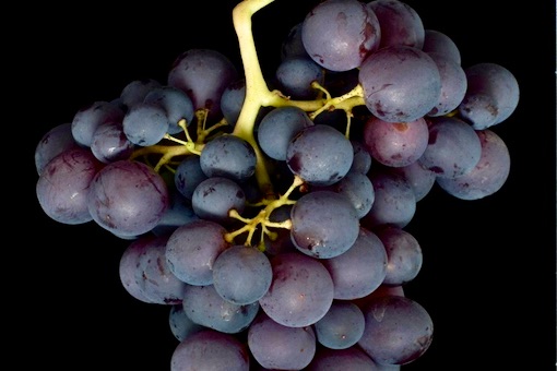 Xinomavro wine grape
